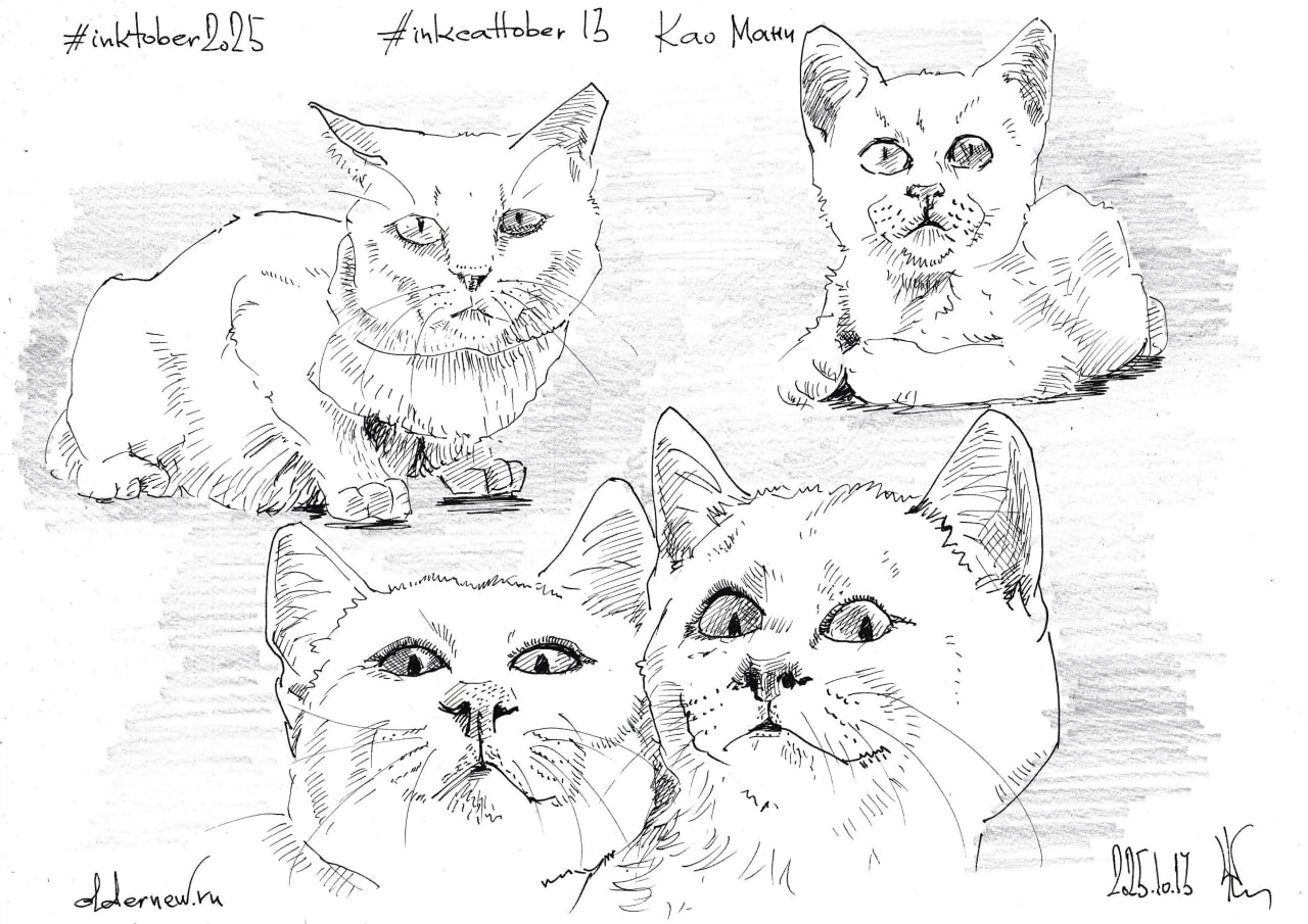 #inkcattober 13 — #КаоМани (также известна как Diamond Eye). Переводится с тайского как «белая жемчужина» или «белый драгоценный камень».
.
Чернильная ручка, чёрные чернила; карандаш (затемнение фона) | Сетка — социальная сеть от hh.ru