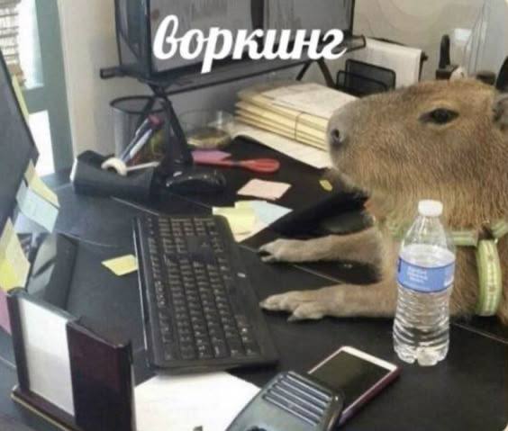 Нужно ли джуну портфолио?
Ответ: да! Даже если вы ищете первую работу.
• GitHub с учебными проектами;
• pet-проекты (приложение, сайт, бот);
• участие в хакатонах | Сетка — социальная сеть от hh.ru
