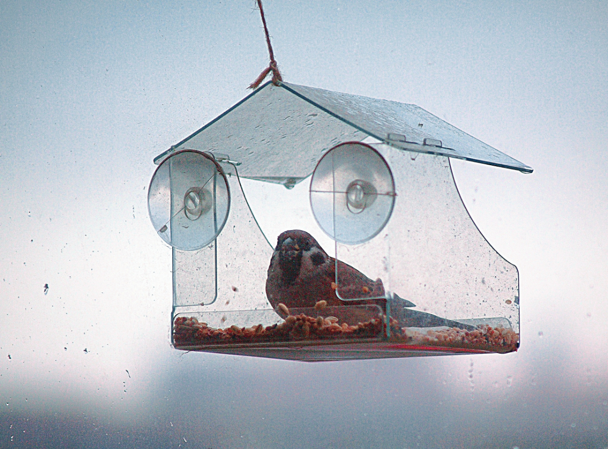 Новый гость посетивший кормушку для птиц. 🐦 | Сетка — социальная сеть от hh.ru