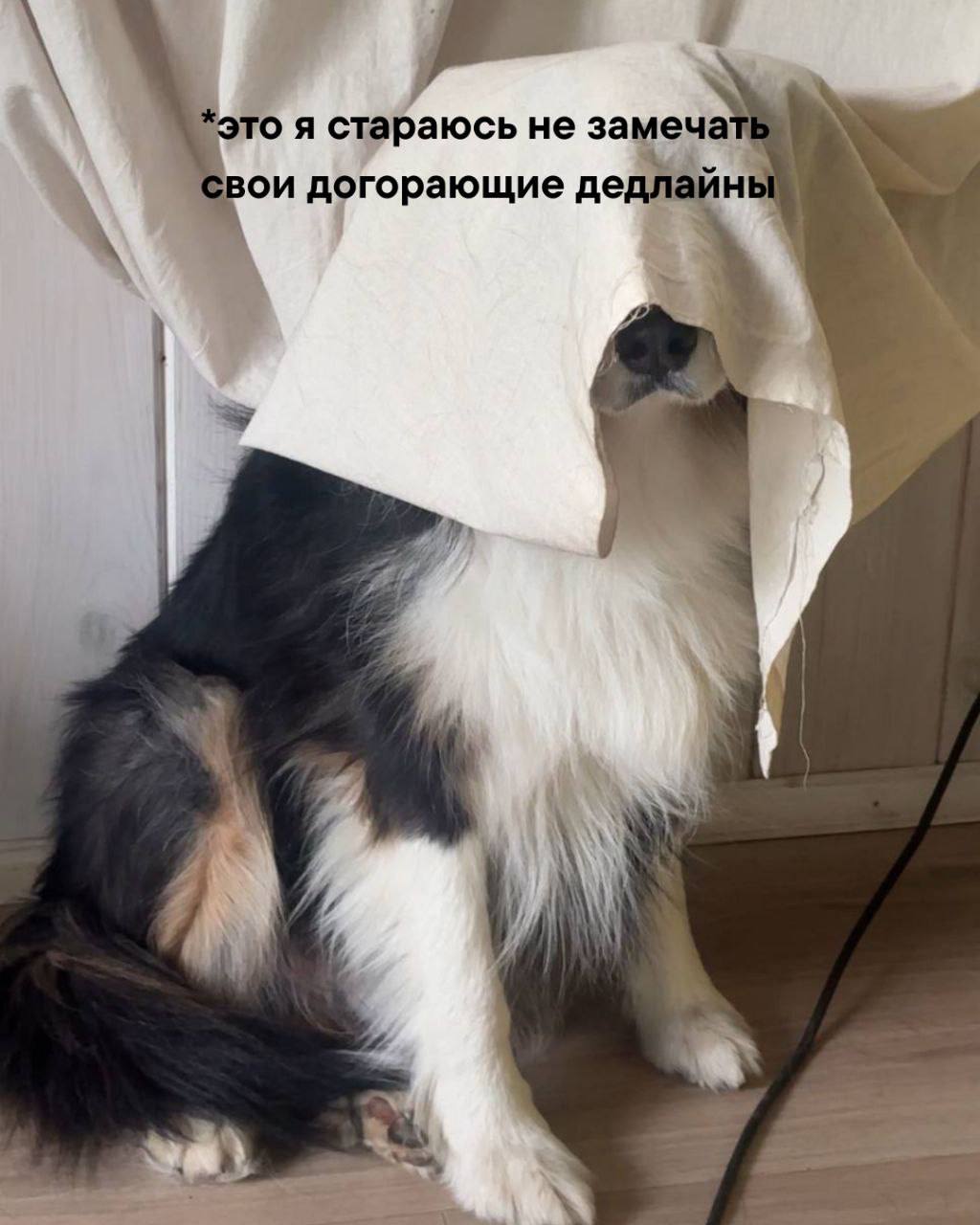Жиза? 😁 | Сетка — социальная сеть от hh.ru