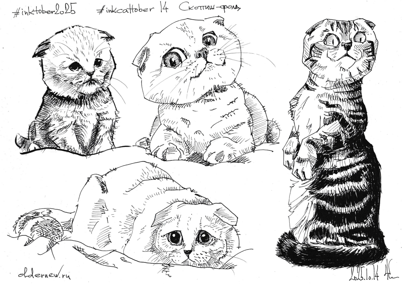#inkcattober 14 — #СкоттишФолд или шотландская вислоухая кошка (скоттиш — шотландская, фолд — согнутый). Первый представитель породы — белая кошка Сьюзи, найденная в 1961 году на ферме в Шотландии | Сетка — социальная сеть от hh.ru