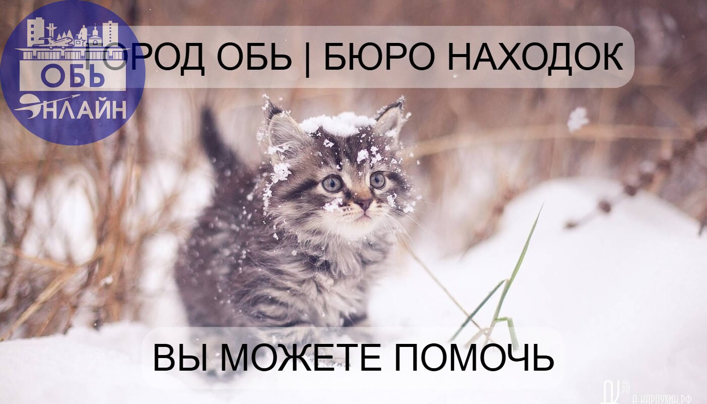 ↗ Медленно котятки убегают вдаль,
Встречи с ними ты уже не жди.
И хотя хозяина немного жаль,
Нового в Бюро находок находи!
Вы можете помочь:
vk.com/ob.poisk
vk.ru
Подробнее на https://vk.com/ob | Сетка — социальная сеть от hh.ru