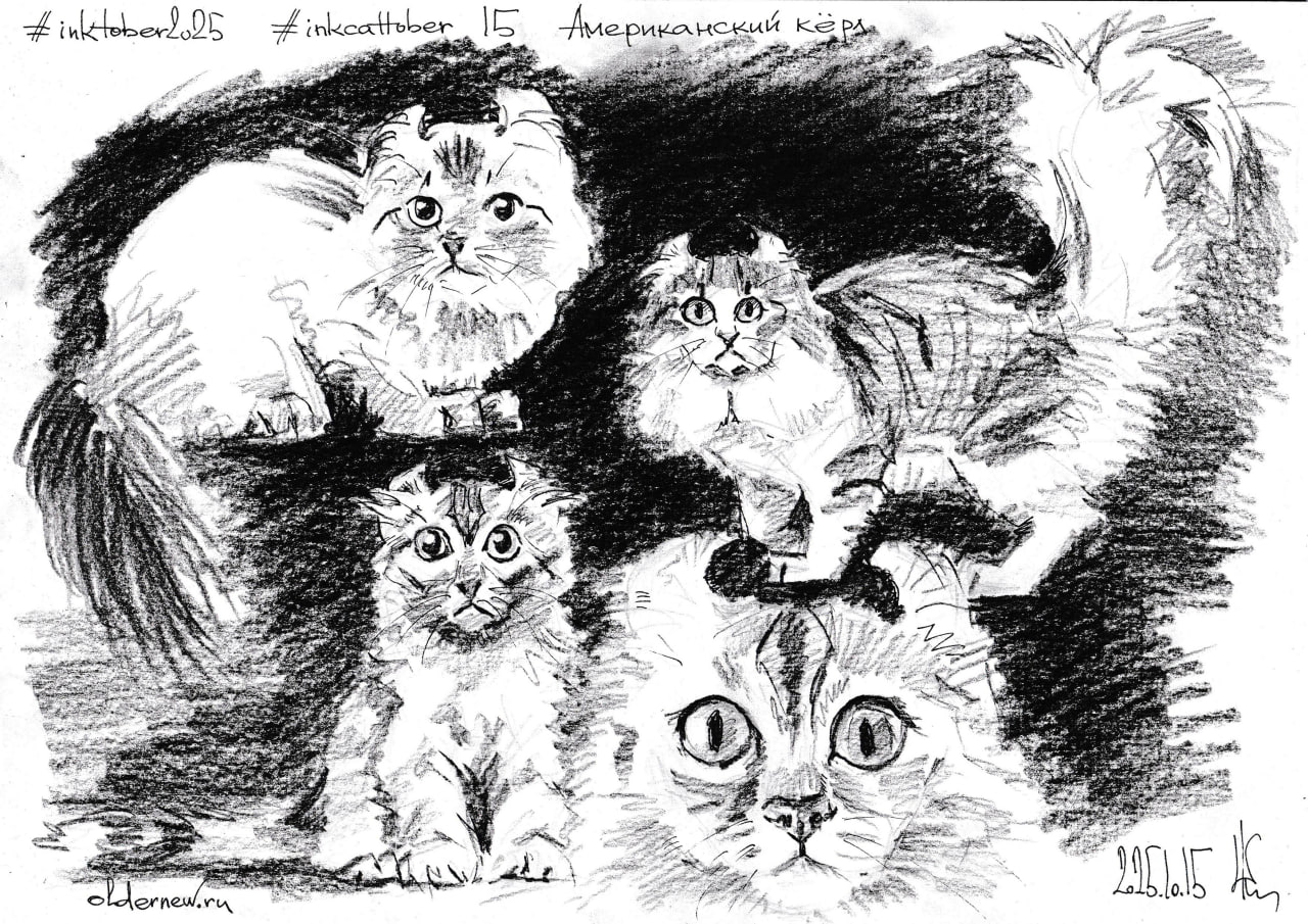 #inkcattober 15 — #АмериканскийКёрл (кёрл — «завиток»). Отличительная черта породы — закрученные назад уши под углом 90–180 градусов | Сетка — социальная сеть от hh.ru