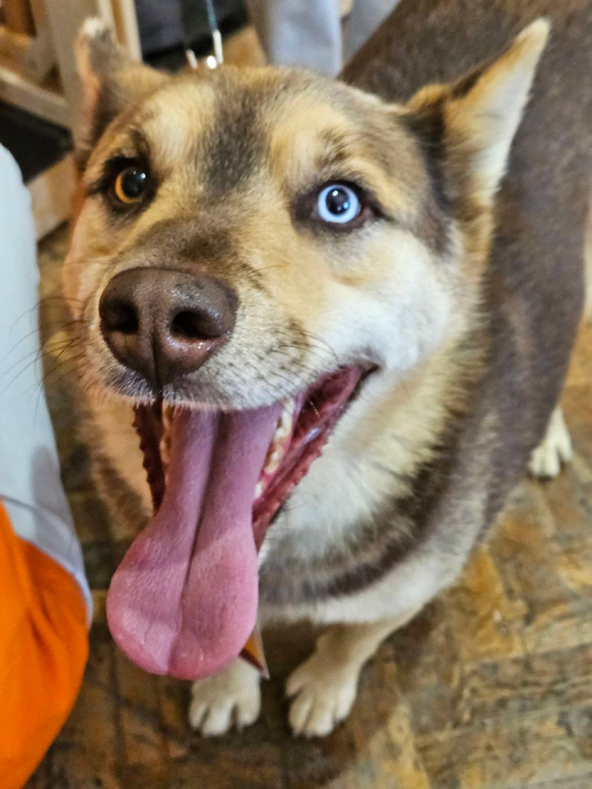 WOOF фестиваль | Сетка — социальная сеть от hh.ru