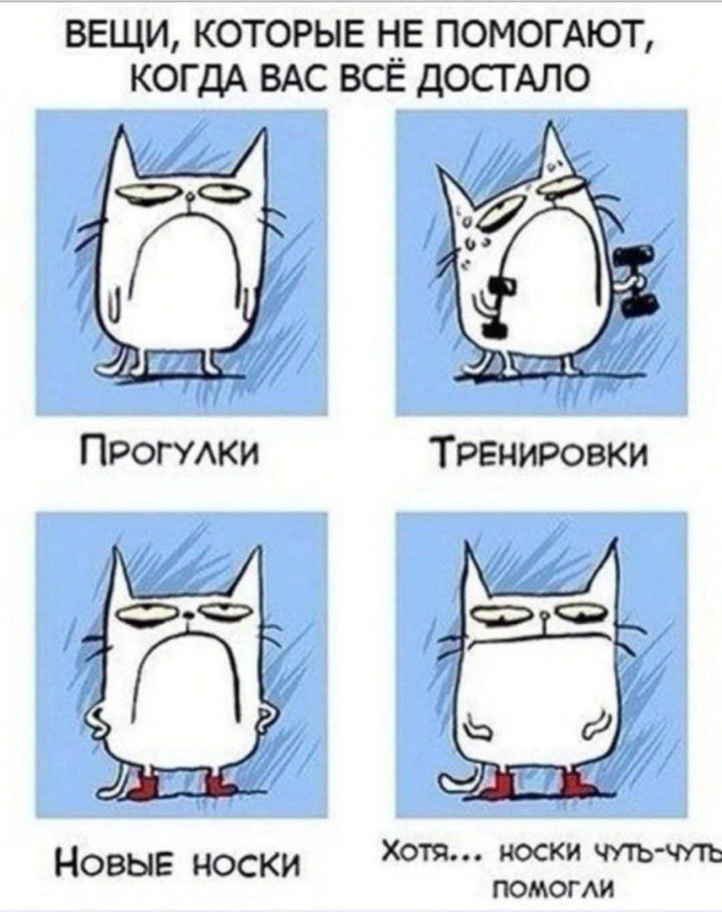 Носки - вещь 👍
#Юмор@poldner #Коты@poldner | Сетка — социальная сеть от hh.ru