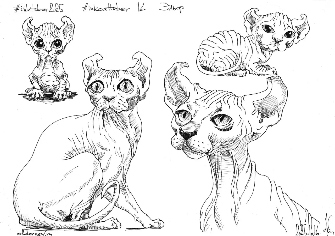 #inkcattober 16 — #Эльф — порода выведена в 2006 году. Гибрид американского керла и канадского сфинкса. Название порода получила за свои необычные изогнутые уши. Голое тело, окрас любой. | Сетка — социальная сеть от hh.ru