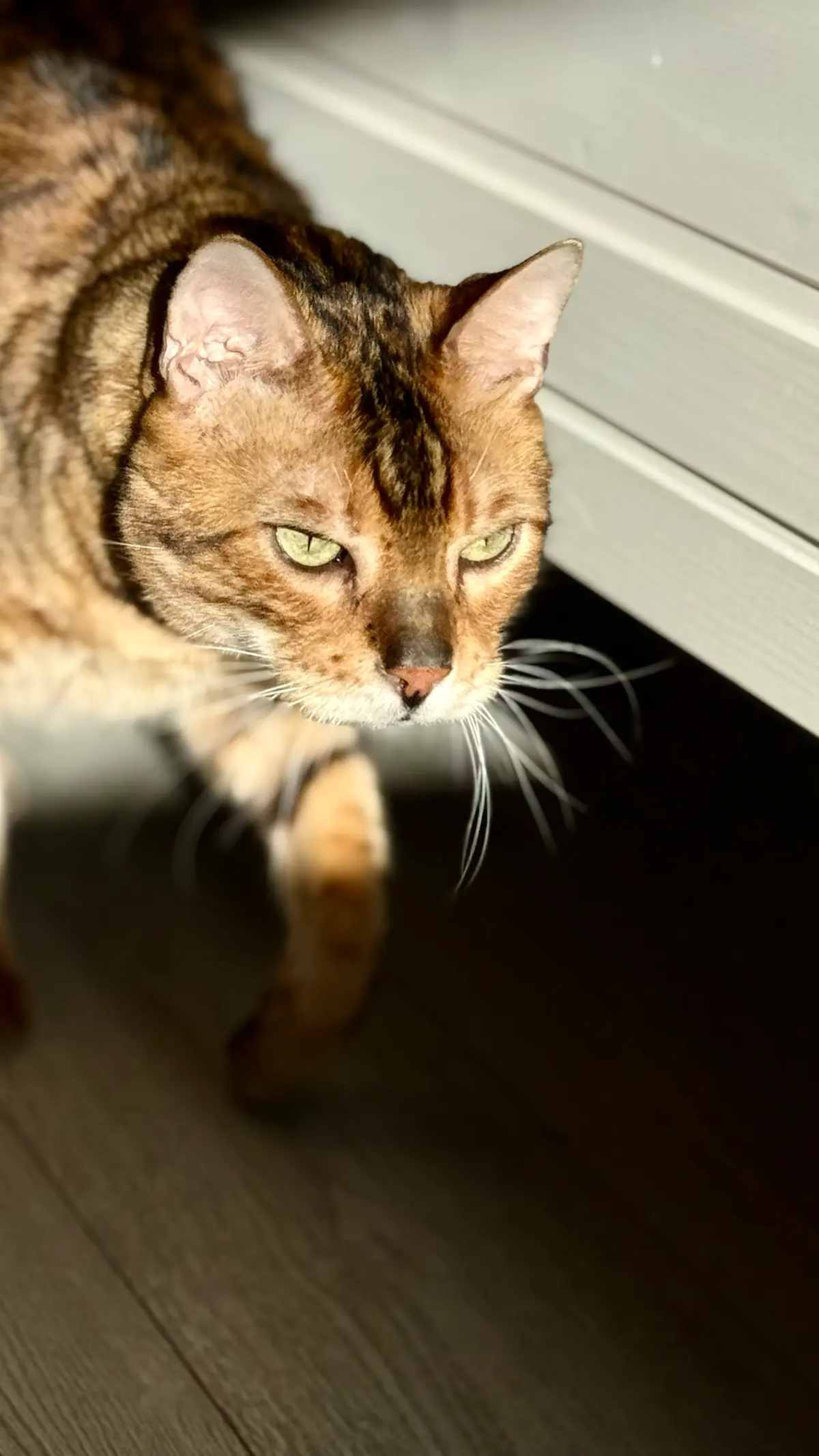 Крадущий тигр — затаившееся время⌛️ | Сетка — социальная сеть от hh.ru