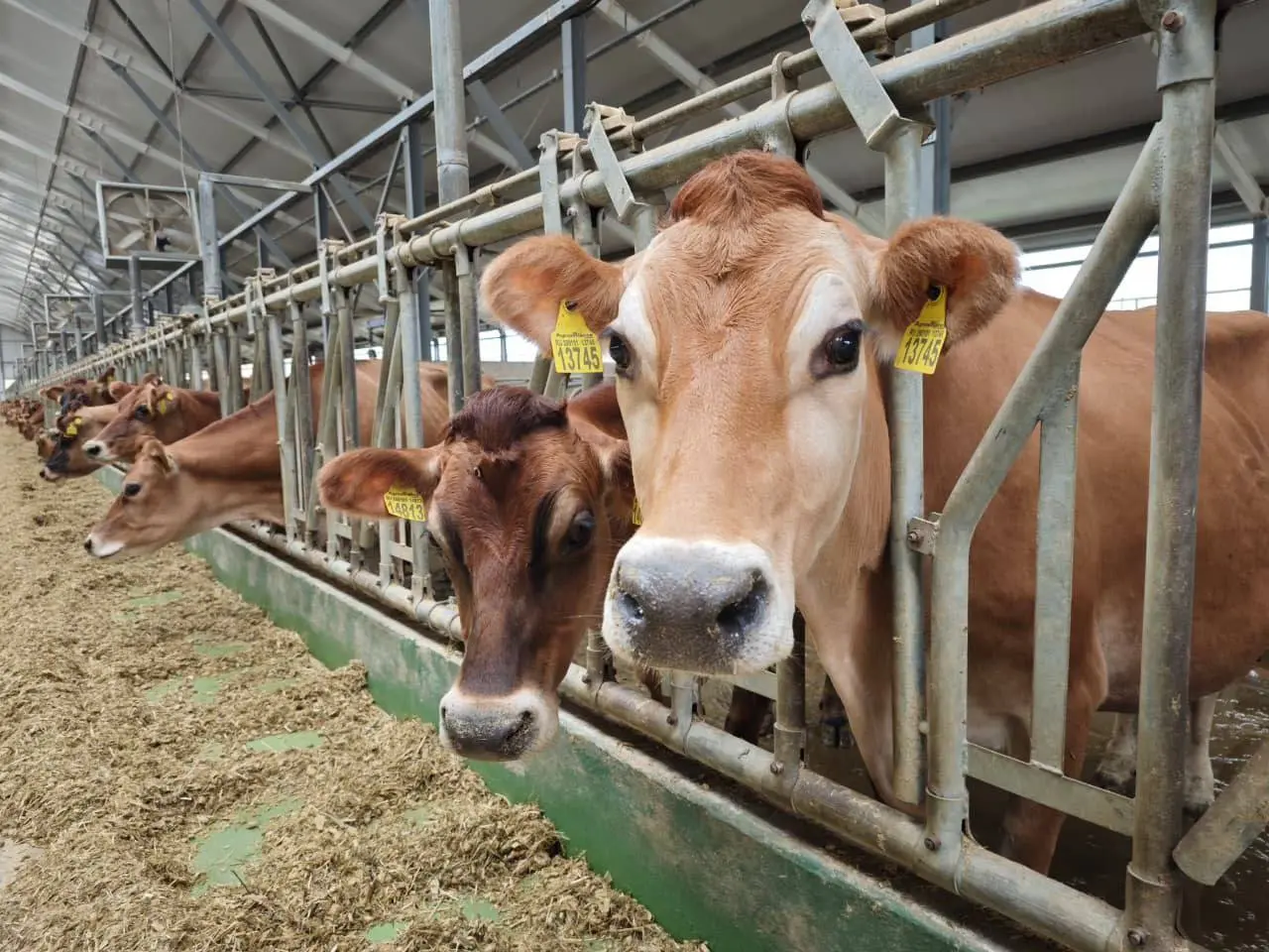 Производство молока на Ставрополье выросло на 3,5%! 🐮
За 9 месяцев этого года в Ставропольском крае произвели более 452 тысяч тонн молока — на 3,5% больше, чем за такой же период в 2024 году | Сетка — социальная сеть от hh.ru