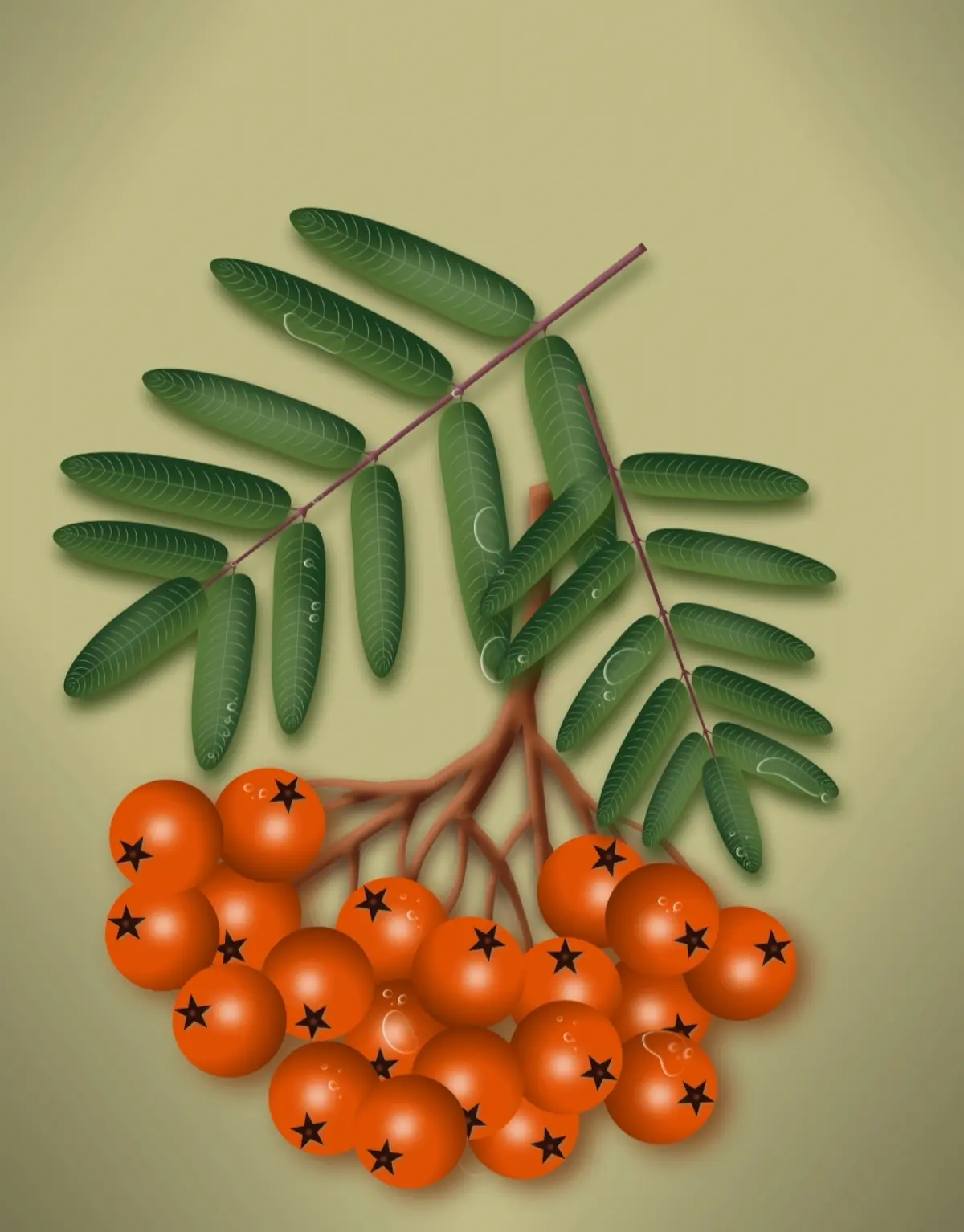 Ботаническая иллюстрация | Сетка — социальная сеть от hh.ru