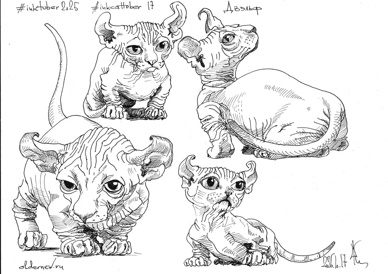 #inkcattober 16 — #Двэльф — двэльф, — бесшёрстная кошка, полученная в результате скрещивания манчкина, канадского сфинкса и американского кёрла | Сетка — социальная сеть от hh.ru
