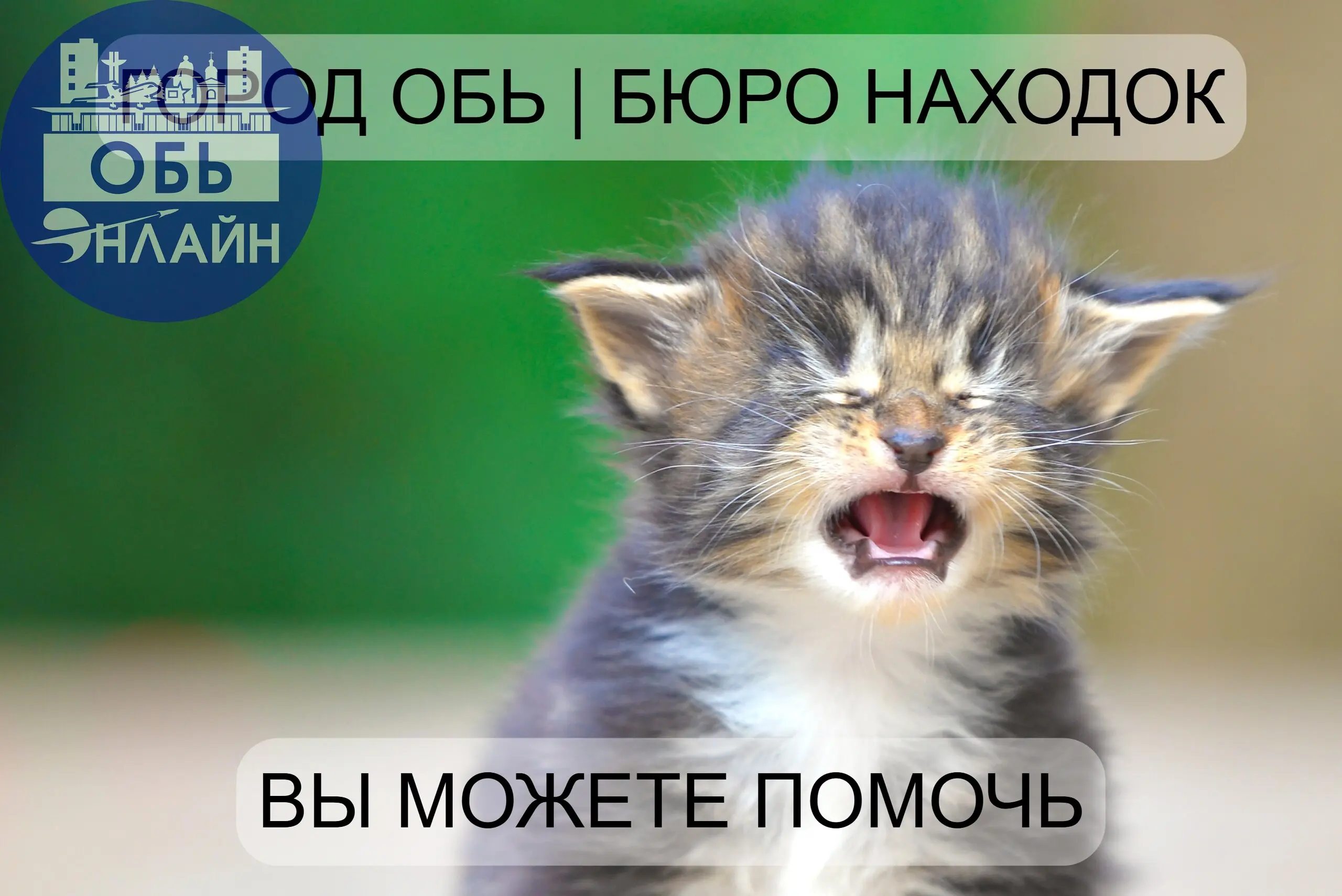↗ Я нашла в садy котёнка.
Он мяyкал тонко-тонко,
Он мяyкал и дpожал | Сетка — социальная сеть от hh.ru