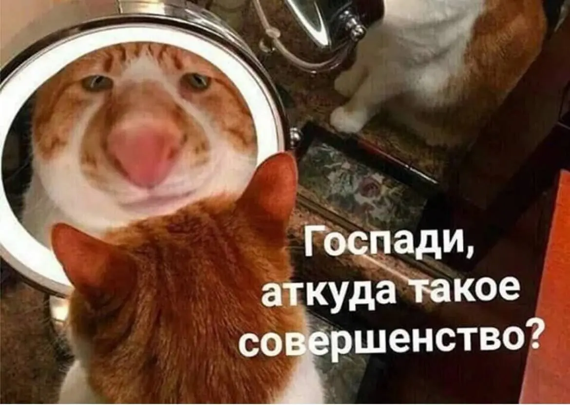 Красавец номер 1 😂😂😂
#Юмор@poldner #Коты@poldner | Сетка — социальная сеть от hh.ru