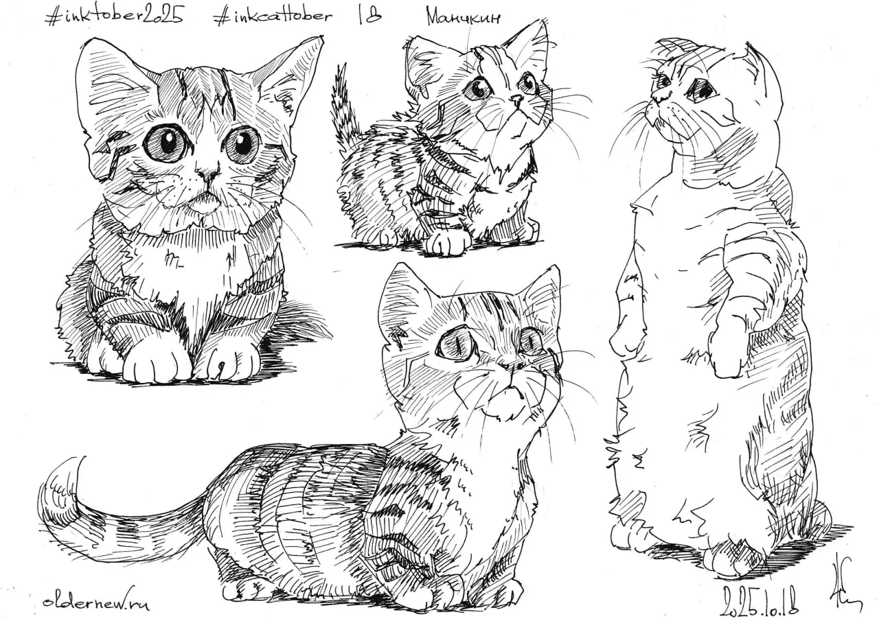 #inkcattober 16 — #Манчкин. Отличительная черта — короткие лапы. За эту особенность животных в шутку называют «кошками-таксами». Окрас и длина шерсти — любые.
.
Чернильная ручка, чёрные чернила. | Сетка — социальная сеть от hh.ru