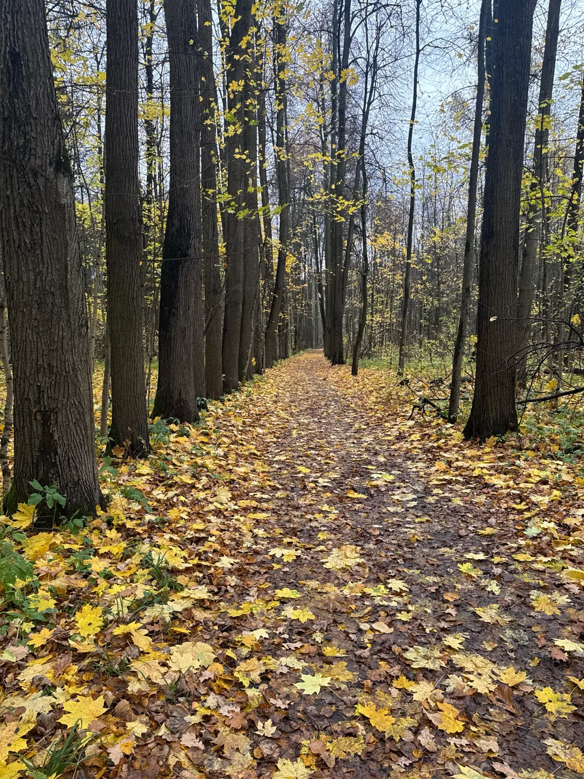 🍂🍁 | Сетка — социальная сеть от hh.ru
