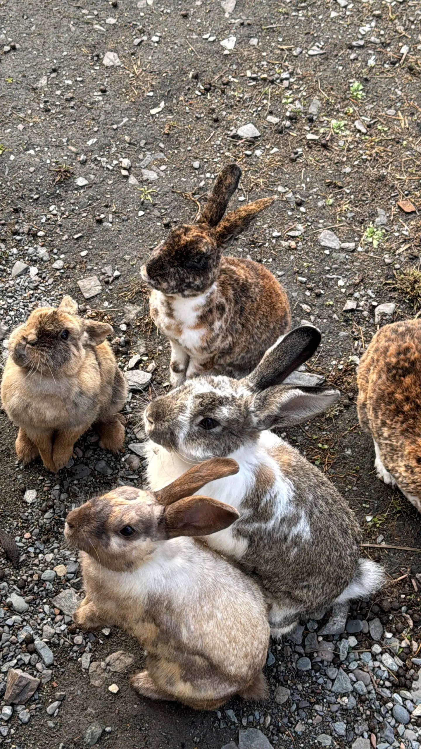 Еще несколько карточек с лохматой фермы🐰
А я думала сова 🦉 | Сетка — социальная сеть от hh.ru