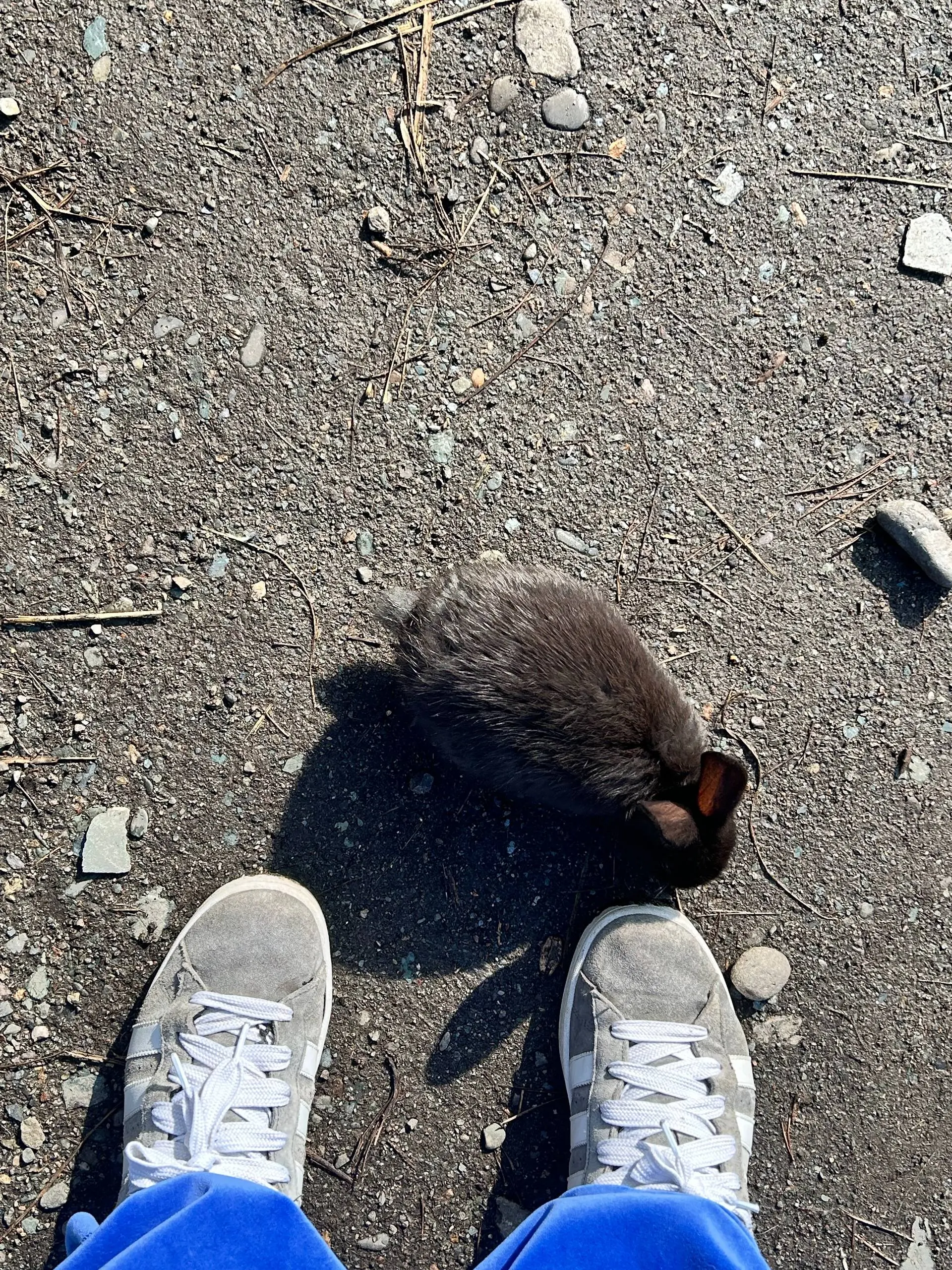 Еще несколько карточек с лохматой фермы🐰
А я думала сова 🦉 | Сетка — социальная сеть от hh.ru