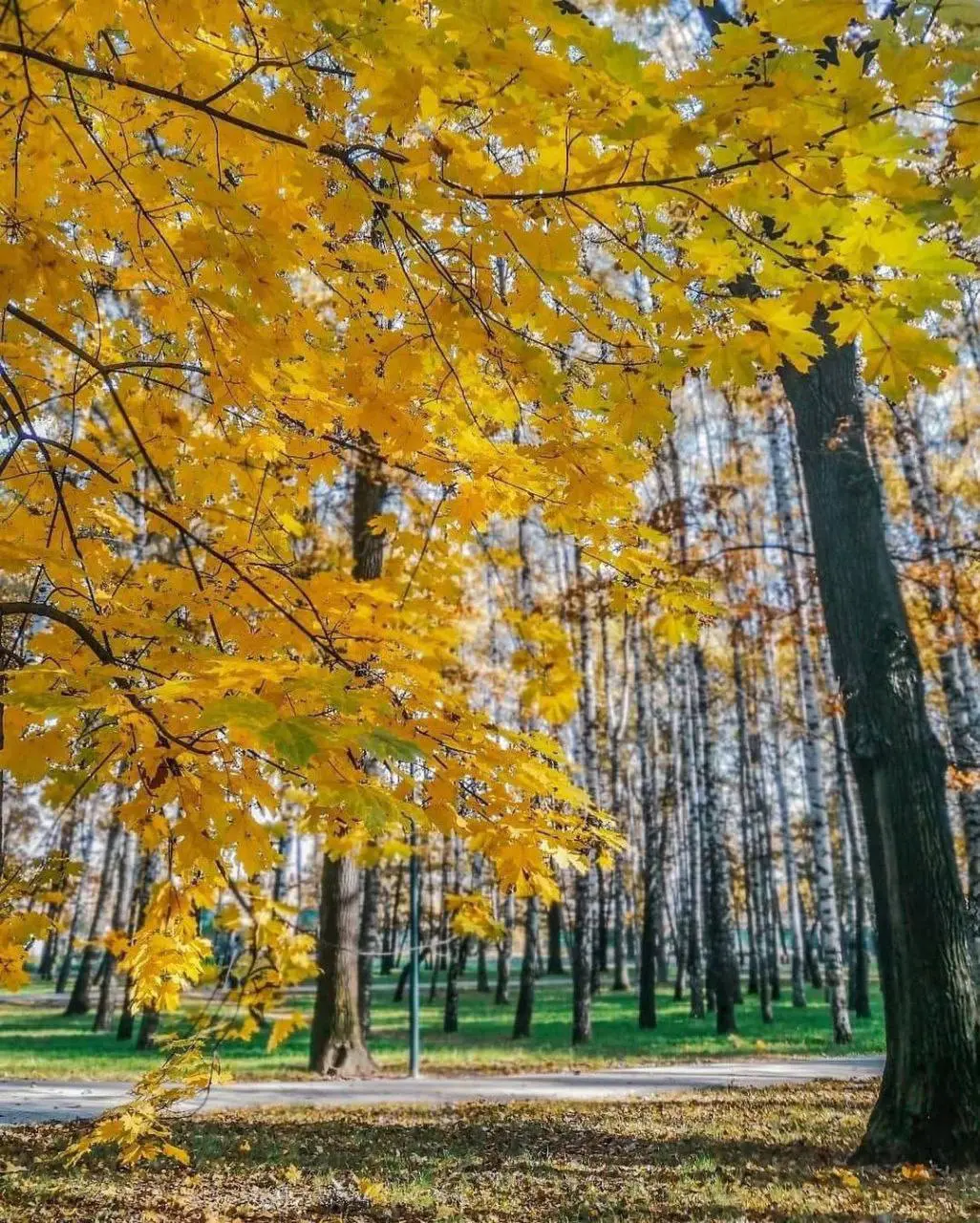 🌳Уютный парк со зверятами
Круглосуточно
Здесь можно встретить фигурки слона, носорога, бегемота, медведя и других животных | Сетка — социальная сеть от hh.ru