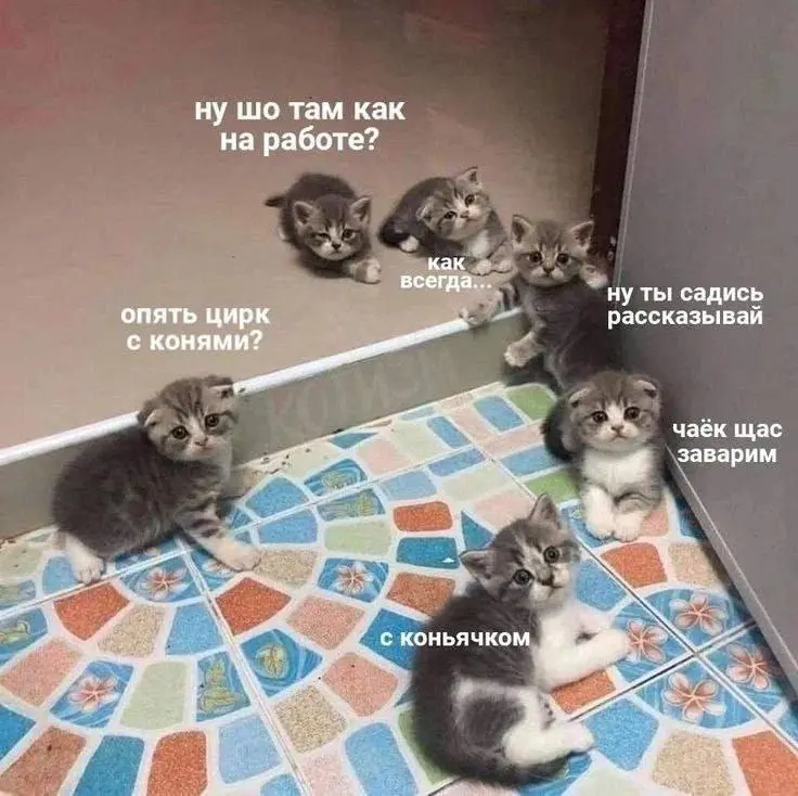 Лучшие собеседники 😂
#Юмор@poldner #Коты@poldner | Сетка — социальная сеть от hh.ru