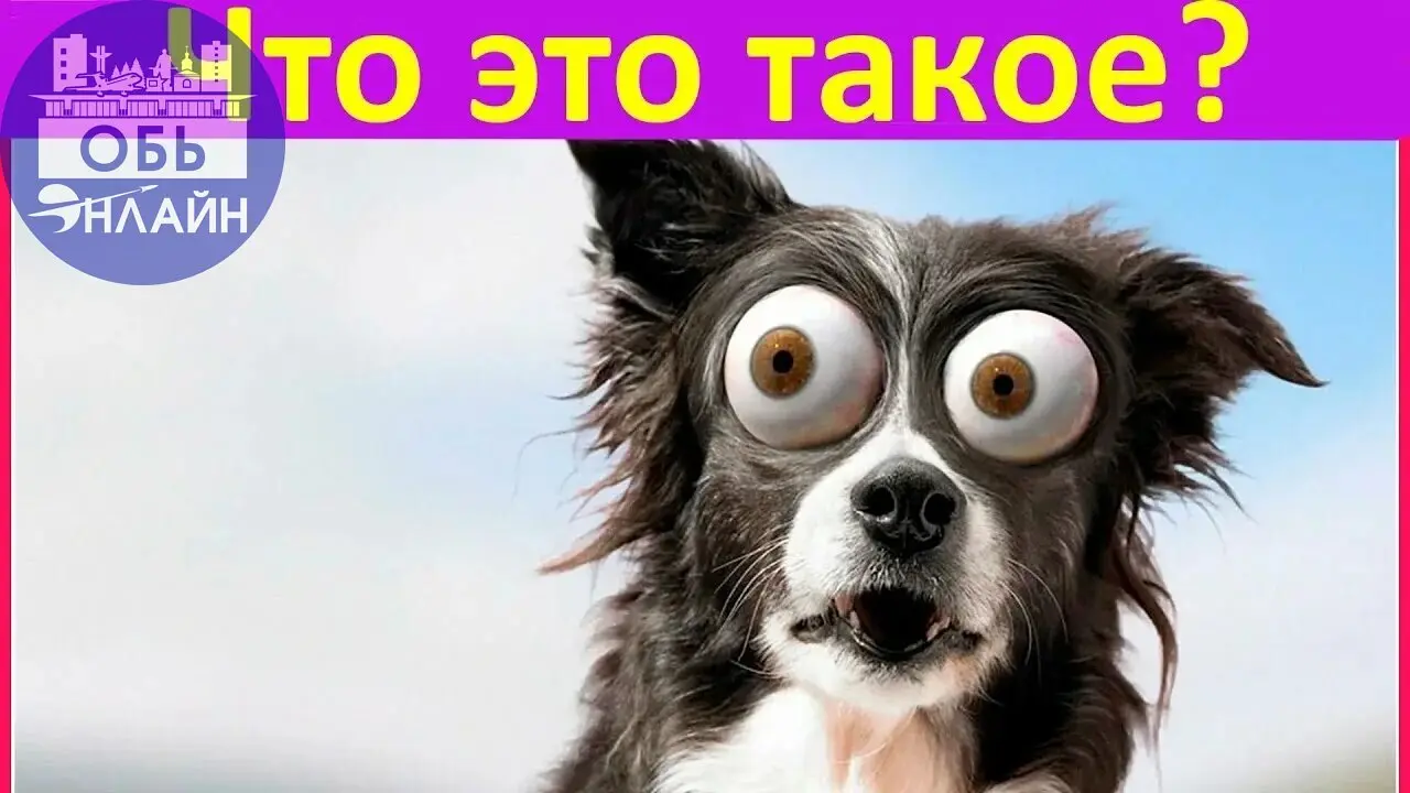 ↗ Вместо приютов — душегубки. Заксобрание области обсуждает вопрос новой регуляции численности бездомных животных.
Бизнес на хвостах вновь попал под прессинг | Сетка — социальная сеть от hh.ru