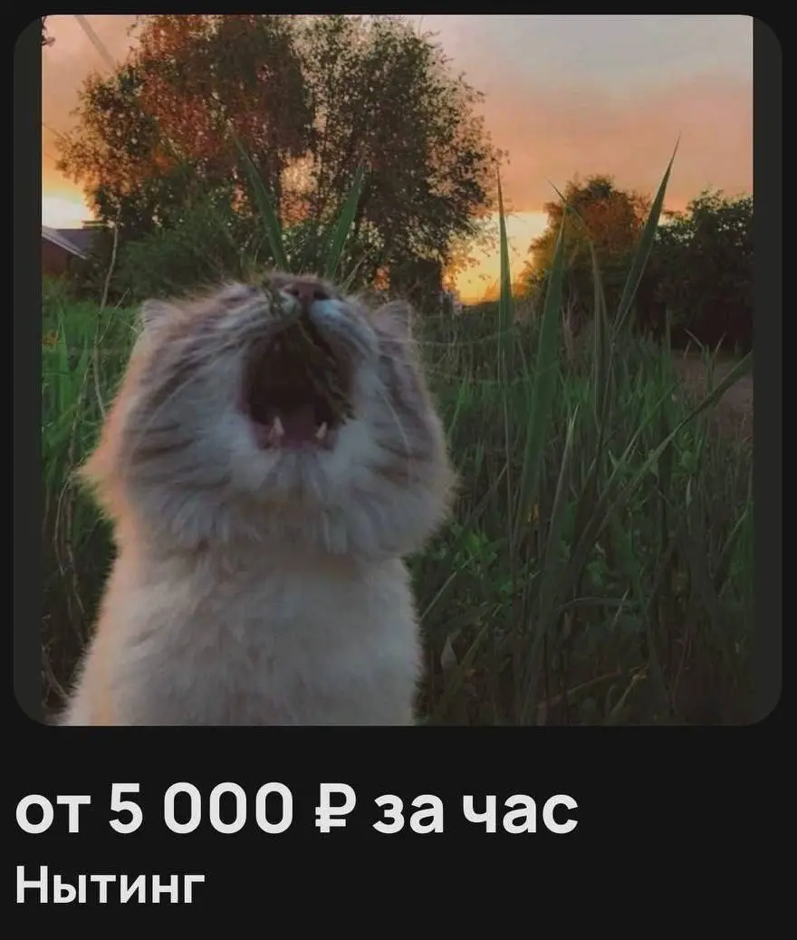 Женские мемы | Сетка — социальная сеть от hh.ru