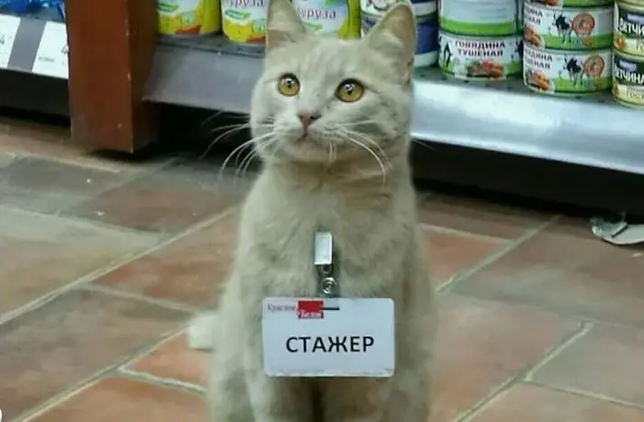 В недавнем подкасте мы обсудили проблему того, что смышлёные стажёры быстро уходят. Такая закономерность и правда есть | Сетка — социальная сеть от hh.ru
