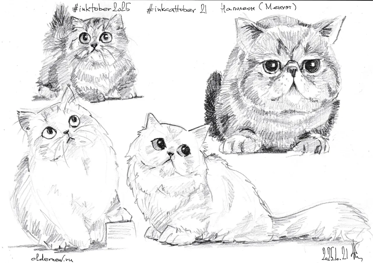 #inkcattober 20 — #Наполеон (также известен как менуэт) — порода миниатюрных кошек, выведенная американским заводчиком Джо Смитом. Название дано в честь Наполеона I Бонапарта, имевшего небольшой рост | Сетка — социальная сеть от hh.ru