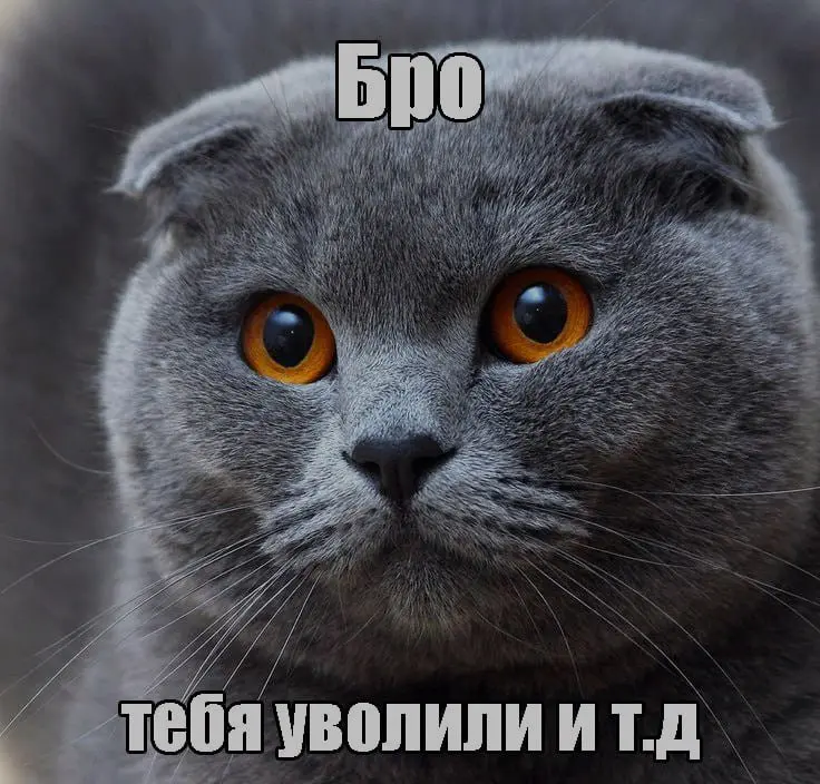 Зумерских мемов в ленту | Сетка — социальная сеть от hh.ru