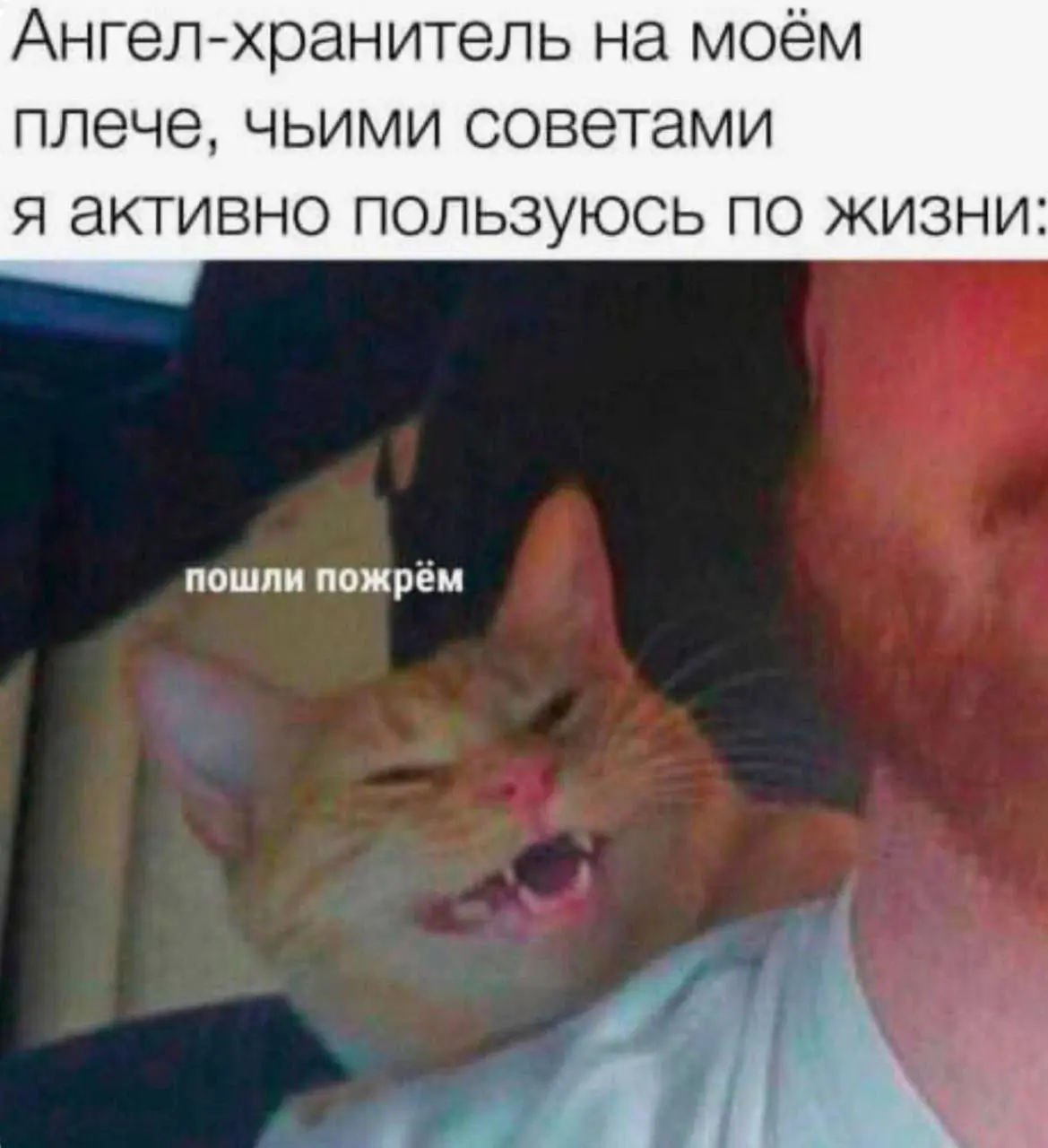 Замечательный советник 😂😂😂
#Юмор@poldner #Коты@poldner | Сетка — социальная сеть от hh.ru