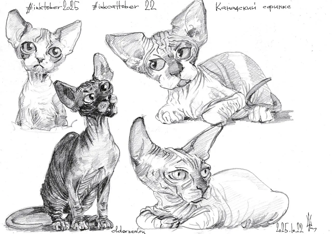#inkcattober 22 — #КанадскийСфинкс — порода кошек, особенность которой — практически полное отсутствие шерсти. Выведена в Торонто (Канада) в 1966 году в результате генетической мутации.
.
Карандаш | Сетка — социальная сеть от hh.ru