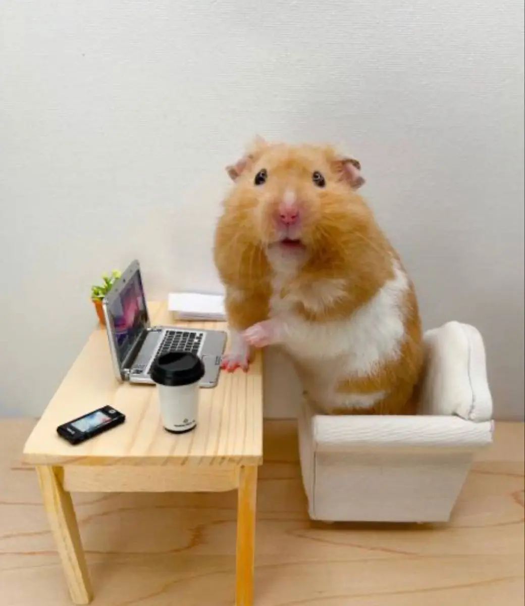 DogmaITSM, PragmaITSM, FavorITSM, DespoITSM | Сетка — социальная сеть от hh.ru