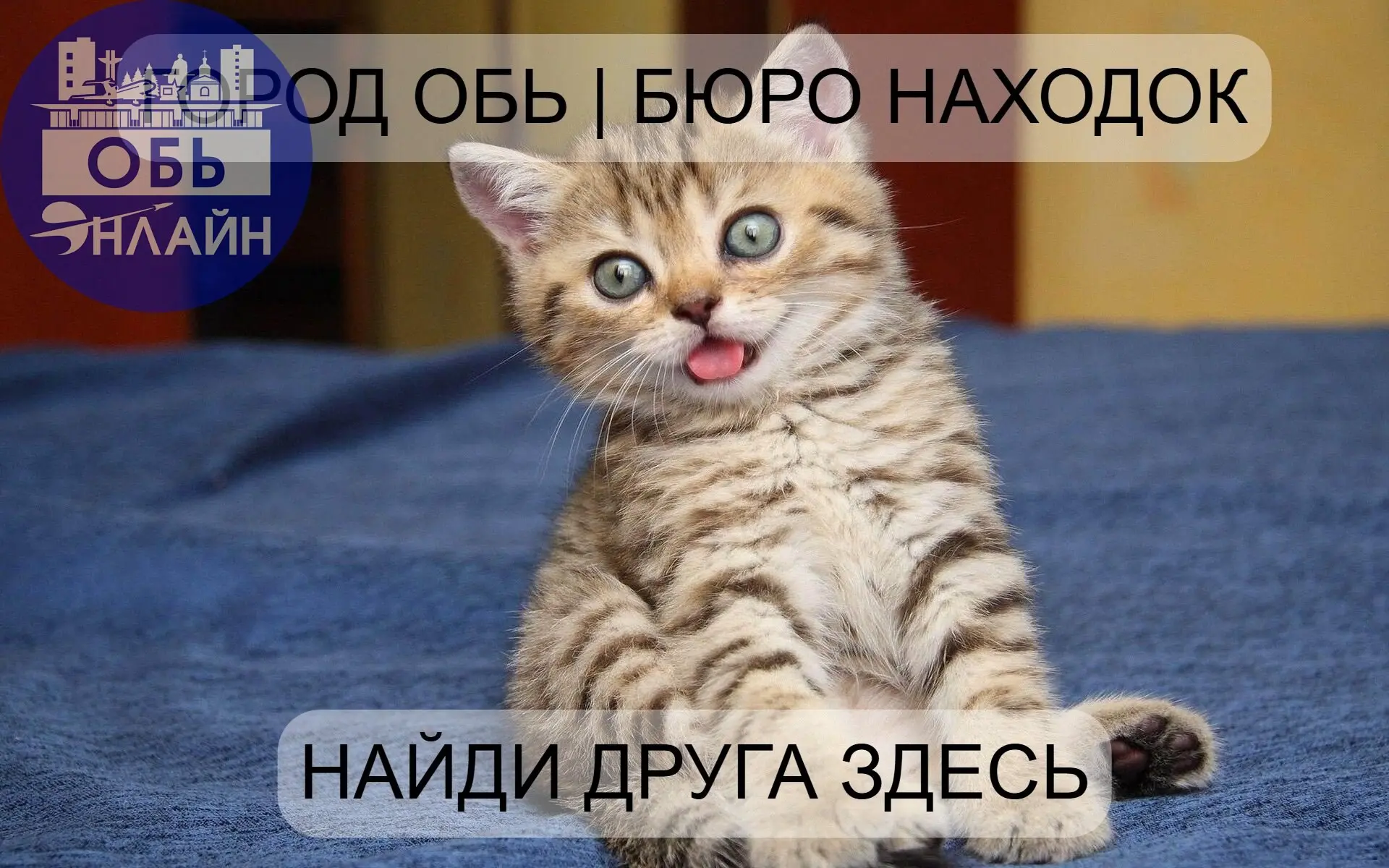 ↗ Не с кем тыгдык и мурчанье слушать,
Не с кем играть и из миски кушать,
В Бюро находок читаю всё подряд,
Котики в городе кончились - говорят.
Найди друга здесь:
vk.com/ob.poisk
vk | Сетка — социальная сеть от hh.ru