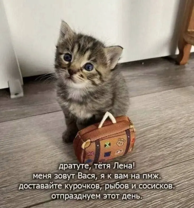 УР Хитрая Лиса | Сетка — социальная сеть от hh.ru