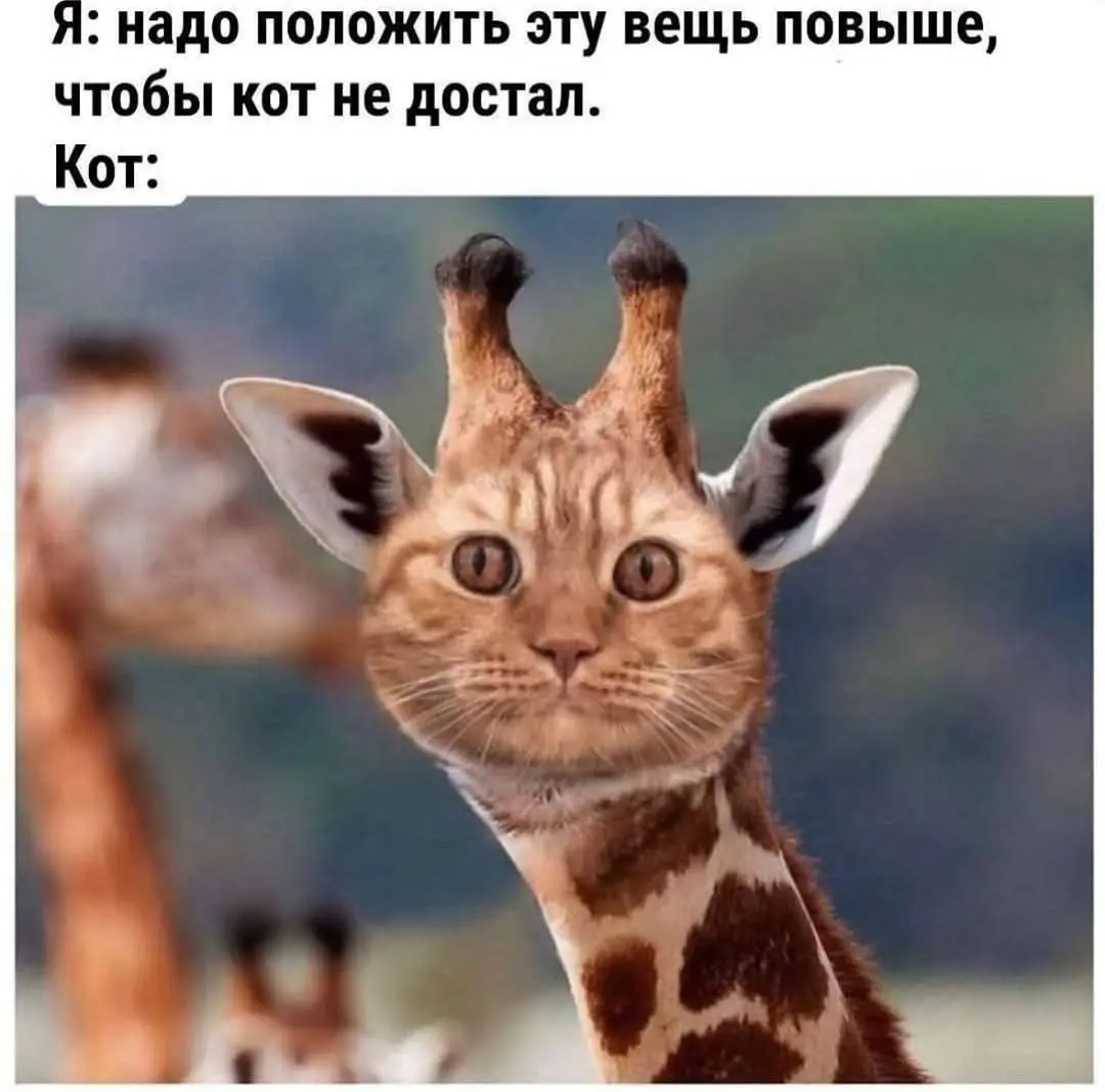 Нет того, до чего он бы не дотянулся 😂
#Юмор@poldner #Коты@poldner | Сетка — социальная сеть от hh.ru