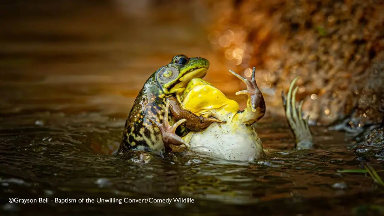 Победили конкурса Comedy Wildlife Photography Awards 2025.
Полностью подборка доступна по ссылке | Сетка — социальная сеть от hh.ru