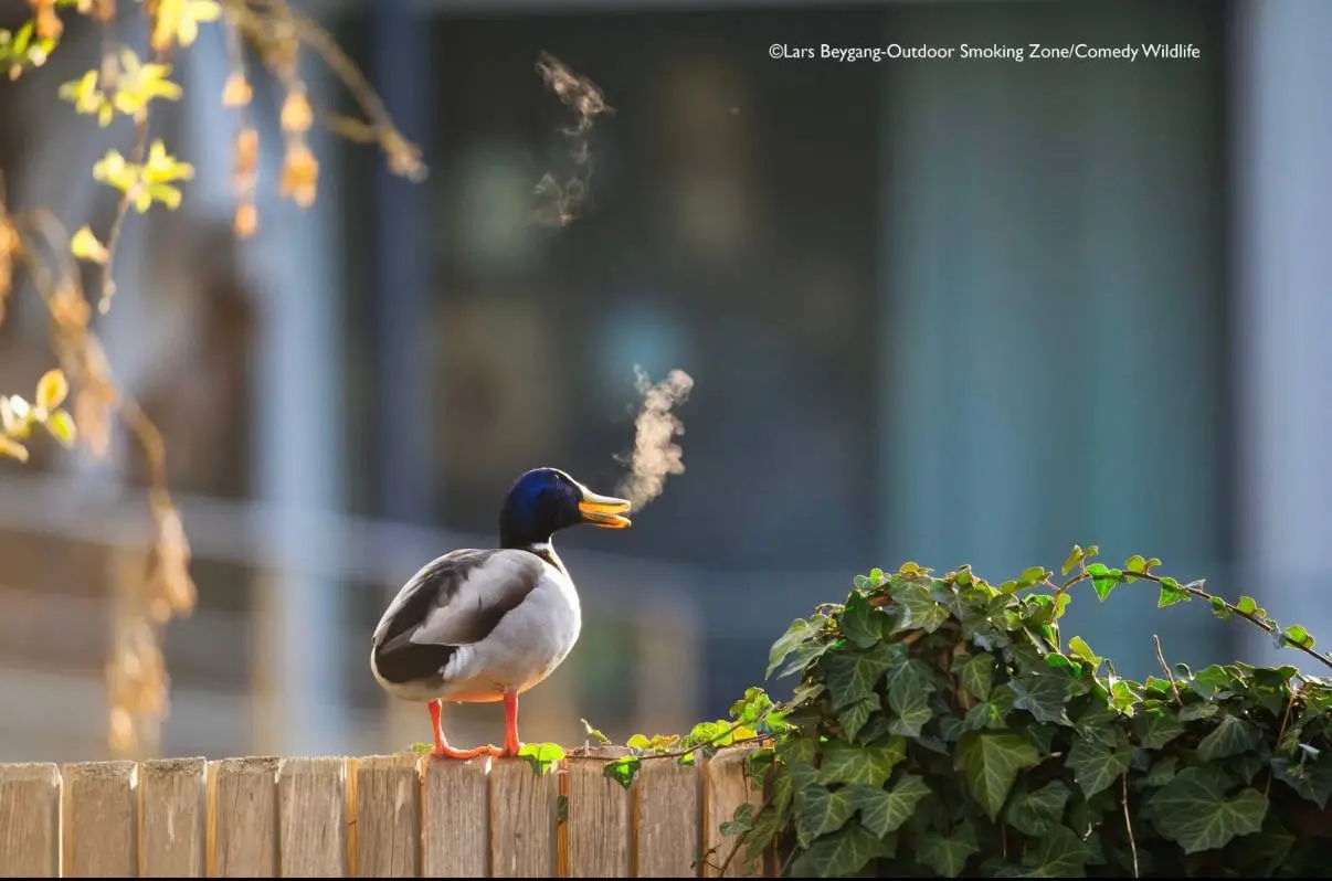 Победили конкурса Comedy Wildlife Photography Awards 2025.
Полностью подборка доступна по ссылке | Сетка — социальная сеть от hh.ru