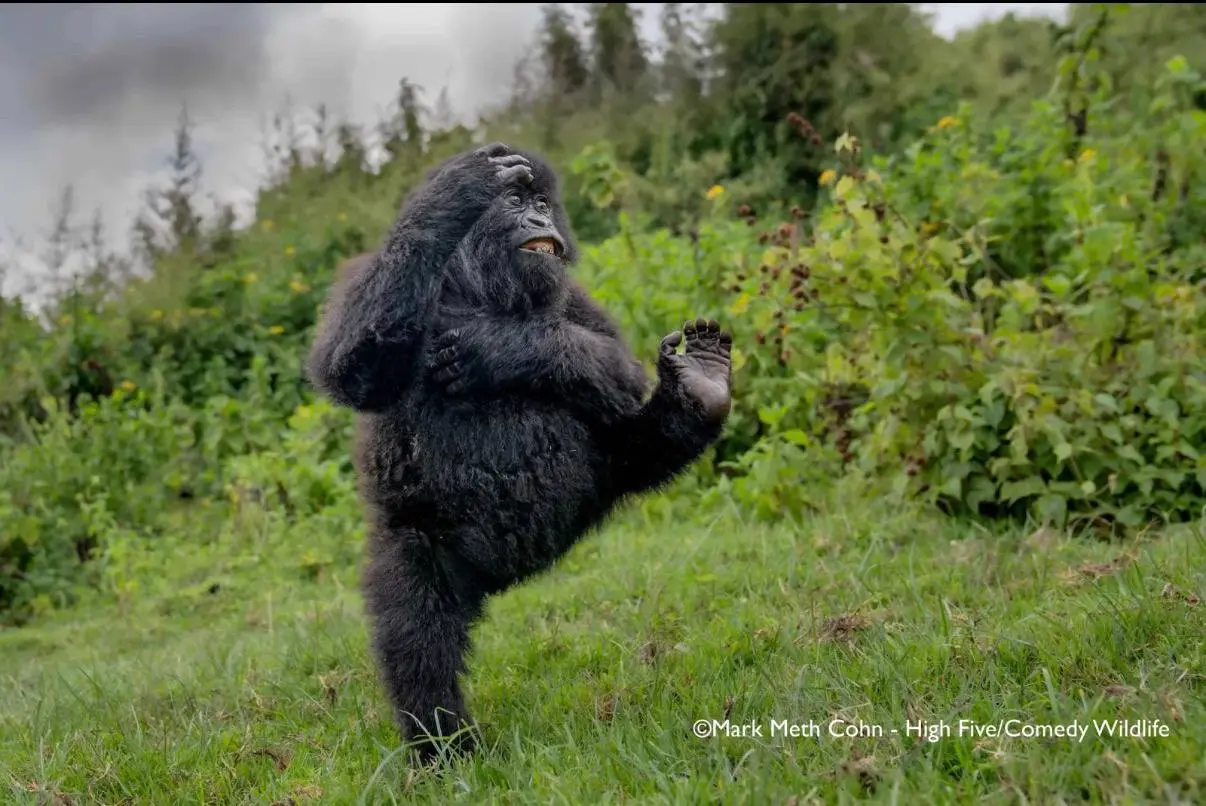 Победили конкурса Comedy Wildlife Photography Awards 2025.
Полностью подборка доступна по ссылке | Сетка — социальная сеть от hh.ru