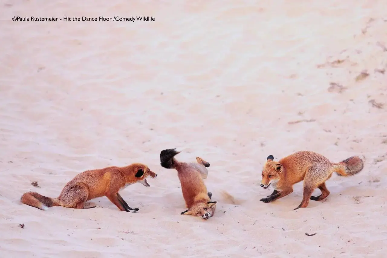 Победили конкурса Comedy Wildlife Photography Awards 2025.
Полностью подборка доступна по ссылке | Сетка — социальная сеть от hh.ru