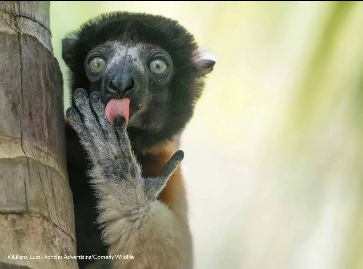 Победили конкурса Comedy Wildlife Photography Awards 2025.
Полностью подборка доступна по ссылке | Сетка — социальная сеть от hh.ru