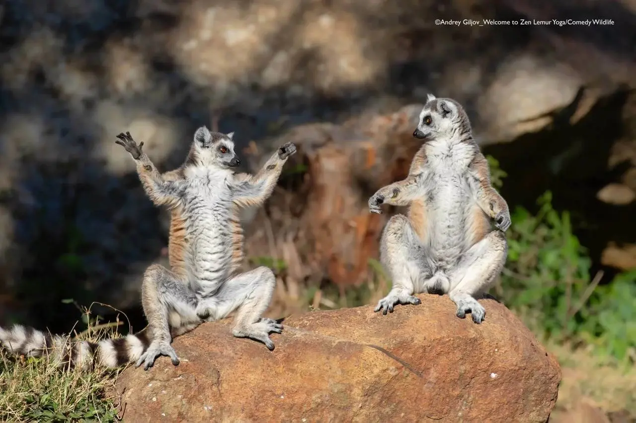 Победили конкурса Comedy Wildlife Photography Awards 2025.
Полностью подборка доступна по ссылке | Сетка — социальная сеть от hh.ru