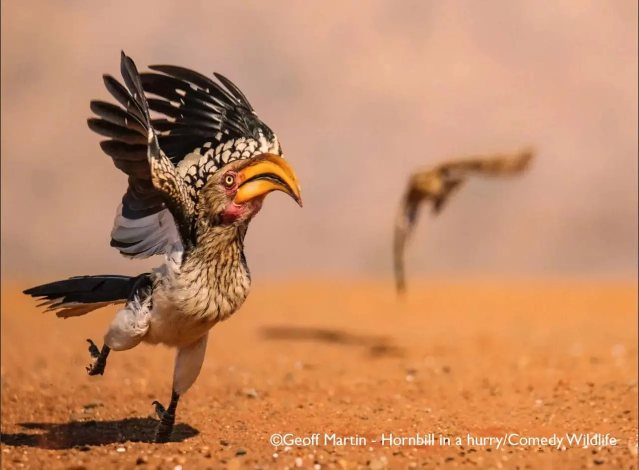 Победили конкурса Comedy Wildlife Photography Awards 2025.
Полностью подборка доступна по ссылке | Сетка — социальная сеть от hh.ru