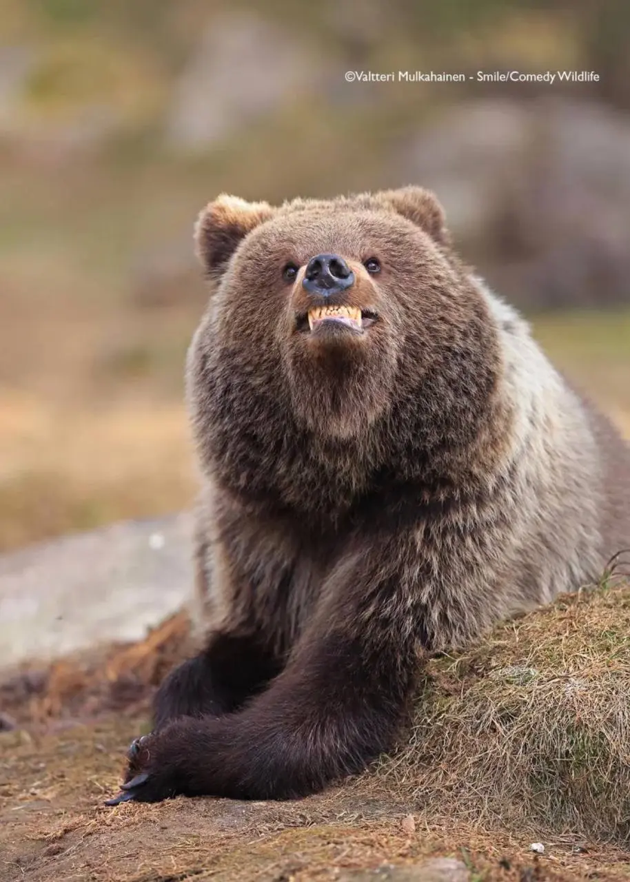 Победили конкурса Comedy Wildlife Photography Awards 2025.
Полностью подборка доступна по ссылке | Сетка — социальная сеть от hh.ru