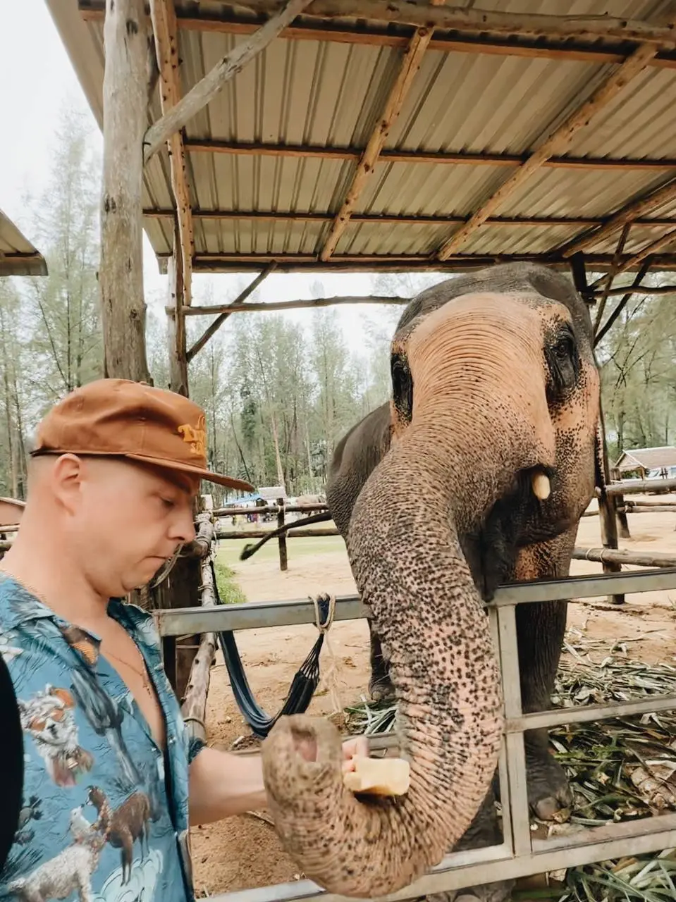Будь как слон 🐘
Что за день, чего только не успели поделать, а главное доехали до рекреационного парка слонов Elephant Home, оказывается в Тайланде около 3 000 голов слонов живет в таких центрах и пар... | Сетка — социальная сеть от hh.ru