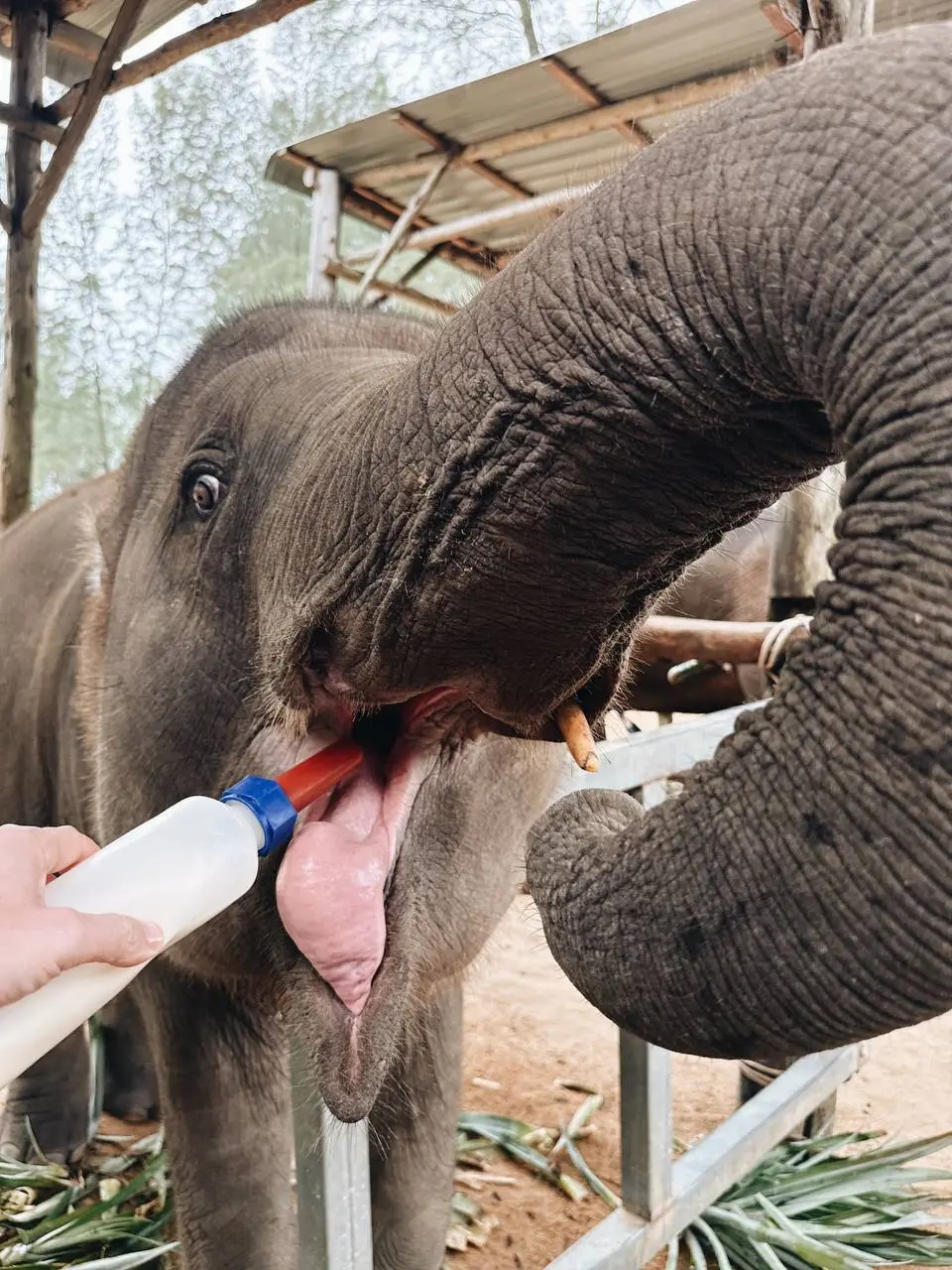 Будь как слон 🐘
Что за день, чего только не успели поделать, а главное доехали до рекреационного парка слонов Elephant Home, оказывается в Тайланде около 3 000 голов слонов живет в таких центрах и пар... | Сетка — социальная сеть от hh.ru