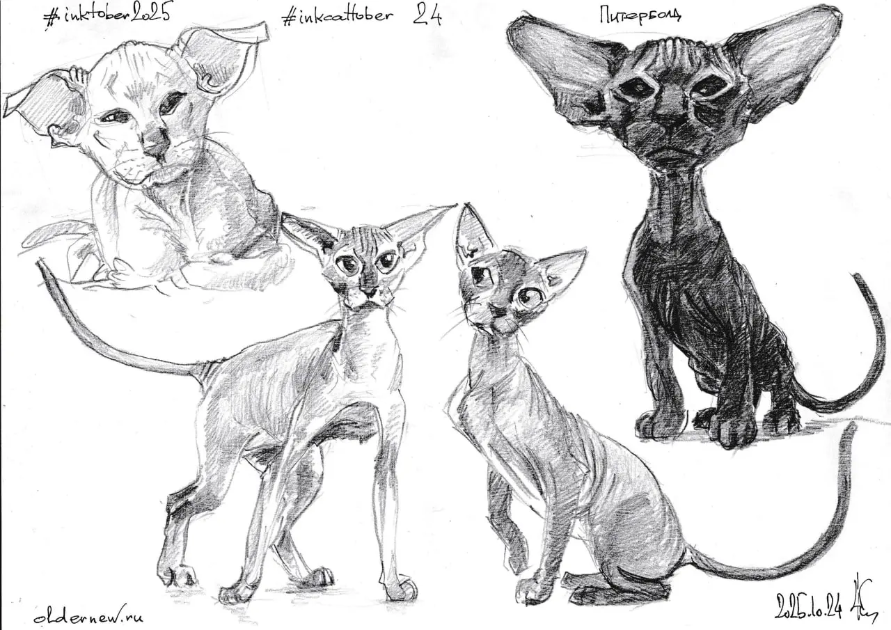 #inkcattober 24 — #Петерболд (петербургский сфинкс) — выведена в Санкт-Петербурге в 1994 году скрещиванием донского сфинкса и ориентальной короткошёрстной кошки | Сетка — социальная сеть от hh.ru