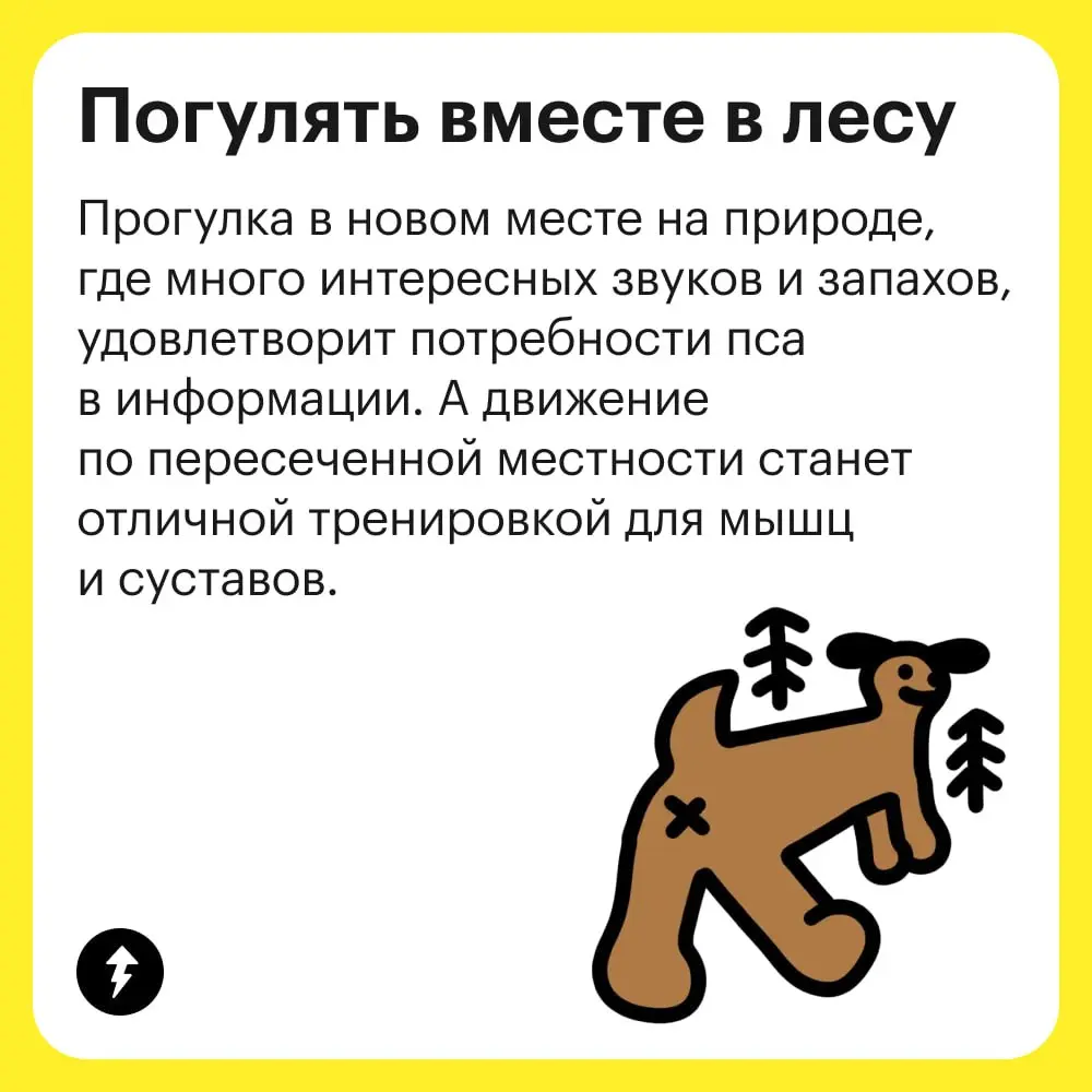 🐶 Разрешить собаке быть собакой — лучшее, что может сделать хозяин для своего любимца | Сетка — социальная сеть от hh.ru