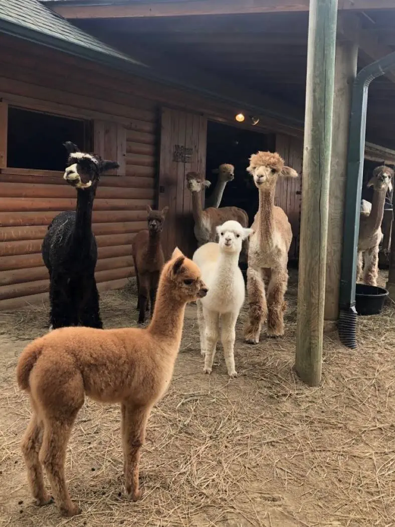 🦙Бесплатное посещение «Альпака Парк»
25 октября — 2 ноября 10:00-21:00
Проведите целый день в окружении пушистых и дружелюбных животных. Их можно гладить, кормить с рук и делать милые кадры | Сетка — социальная сеть от hh.ru