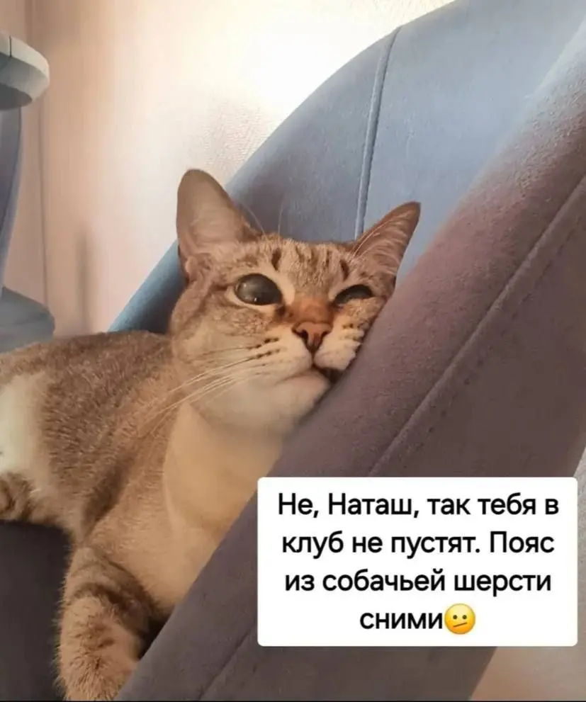 Не пристало так по клубам ходить 😂😂😂
#Юмор@poldner #Коты@poldner | Сетка — социальная сеть от hh.ru