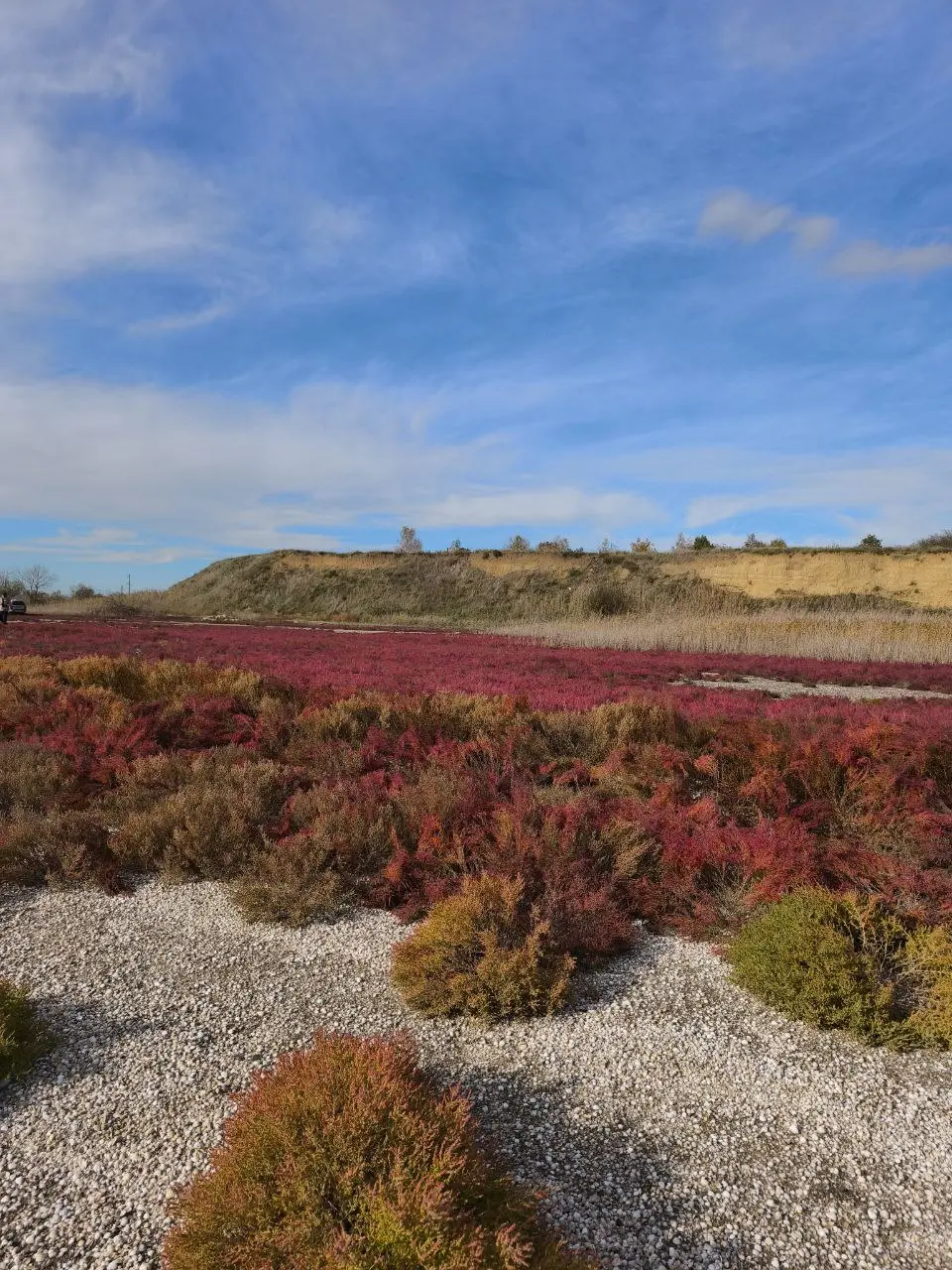 Солеросы у меня почему это ассоциируется с марсианскими пейзажами из за красного цвета.
Солеросы — настоящий природный тренд осени в Анапе | Сетка — социальная сеть от hh.ru