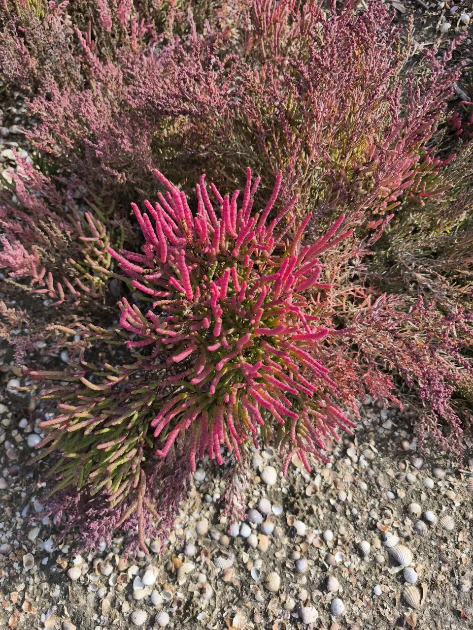 Солеросы у меня почему это ассоциируется с марсианскими пейзажами из за красного цвета.
Солеросы — настоящий природный тренд осени в Анапе | Сетка — социальная сеть от hh.ru