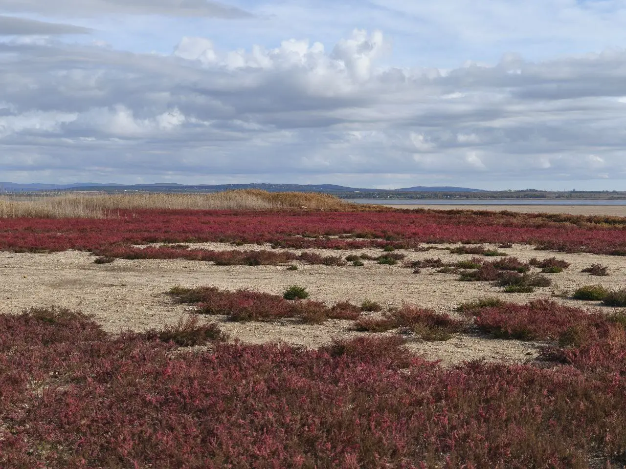 Солеросы у меня почему это ассоциируется с марсианскими пейзажами из за красного цвета.
Солеросы — настоящий природный тренд осени в Анапе | Сетка — социальная сеть от hh.ru